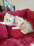 Deux beaux chatons persan  donner