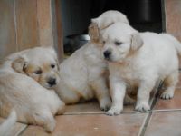 Trs jolie chiot type golden retriever  cder