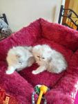 Deux beaux chatons persan