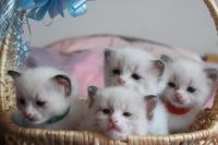 4 Magnifiques Chatons Sacr de Birmanie Disponible