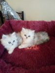 Deux beaux chatons persan