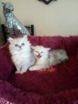 Adorable chatons persan  donner pour tous