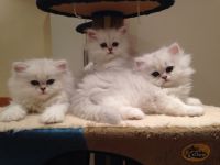 Adorable chatons persan  donner pour tous