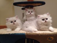 Adorable chatons persan  donner