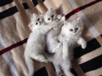 chatons persan contre bon soin