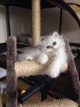 chatons persan contre bon soin