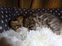 chatons Bengal pour famille