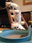 Adorable chatons persan  donner