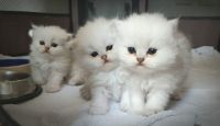 chatons persan  donner