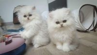 Adorable chatons persan  donner pour tous