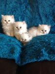 chatons persan  donner