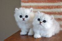 Adorable chatons persan  donner