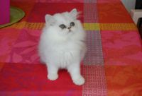 Adorable chatons persan  donner