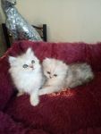 Adorable chatons persan  donner pour tous