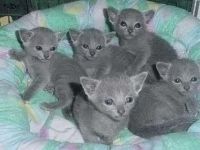 Magnifique chatons chartreux