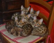 3 chatons bengal  donner
