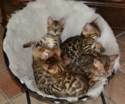 3 chatons bengal  donner