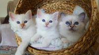 chatons sacre de birmanie
