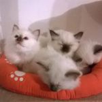 chatons sacre de birmanie