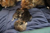 chatons siberien LOOF  donner