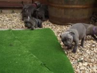 Superbes staffordshire bull terrier Mle et Femll