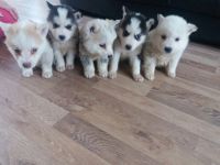 Trs beaux chiots sibriens huskys LOF