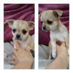 Chiot chihuahua trs gentille