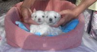 Superbes bebes Bichon Mle et Femlle