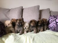 Magnifique chiots chowchow