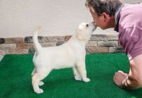 6 magnifiques chiots Golden Labrador