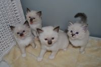 Chatons Sacr de Birmanie a donner