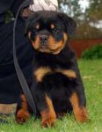 Chiots Rottweileur,