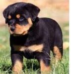 Trs beaux chiots rottweileur