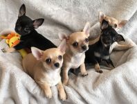 Porte de 6 magnifique chiots Chihuahua