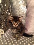 A donner 4 chatons Maine Coon