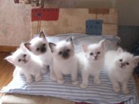 A donner chatons sacre de birmanie loof