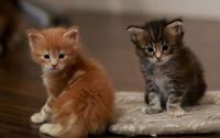 chatons mle et femelle maine coon LOOF