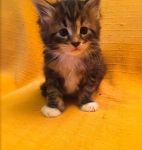 Chatons maine coon disponible