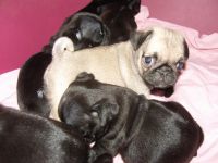 5 magnifiques chiots Carlin mles et femelles