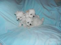 Superbes bbs Bichon Mle et Femelle