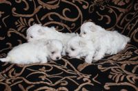 Superbes bbs Bichon Mle et Femelle