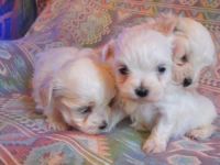 Superbes bbs Bichon Mle et Femelle