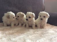 Superbes bbs Bichon Mle et Femelle