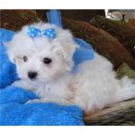 Chiots type bichon maltais