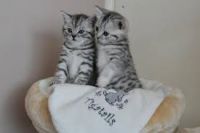 Don chatons gris tigr