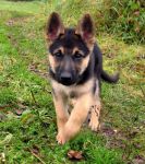 chiots berger allemand