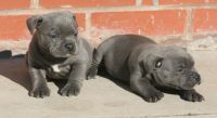 Donne Chiots staffordshire bull terrier