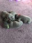 Donne Chiots staffordshire bull terrier