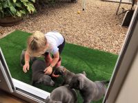Donne Chiots staffordshire bull terrier