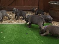 Donne Chiots staffordshire bull terrier